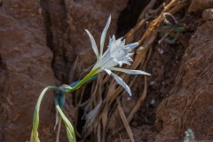6D_Pancratium-maritimum0070