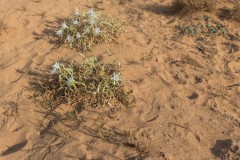 80D_Pancratium-maritimum0005