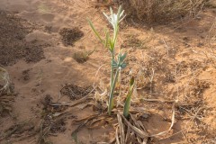 80D_Pancratium-maritimum0006