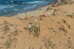 80D_Pancratium-maritimum0022