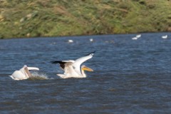 Agmon-Hula-14102019_0036-2