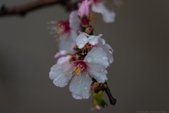 01-Prunus-dulcis-Modin