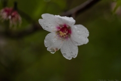 03-Prunus-dulcis-Modin