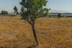 08-Round-Avital-Trees