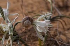 02-Sea-Daffodil