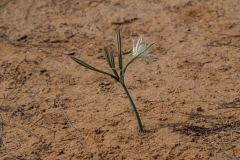 04-Sea-Daffodil