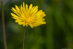 02-Sea-Sow-thistle