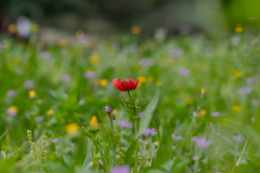 10-Shahariya-Forest-Ground-Level