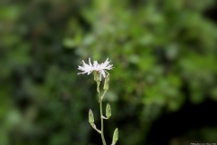 01-Suster-Path-May-2020