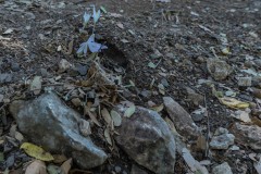 Agmon-Hula-14102019_0010