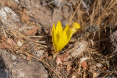 08-Bashanit-Nature-Reserve