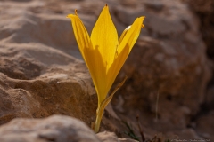02-Yeruham-Helmonit-Park
