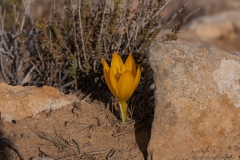 04-Yeruham-Helmonit-Park