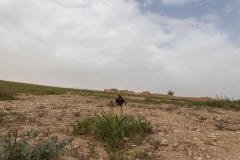 01-Tel-Arad