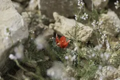 01-Tulipa-systola