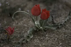 06-Tulipa-systola
