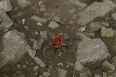 07-Tulipa-systola