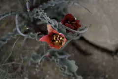 08-Tulipa-systola