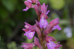 01-Toothed-Orchid