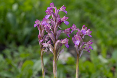02-Toothed-Orchid
