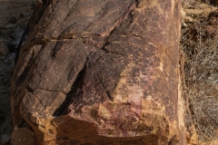 01-Tree-Fossil