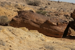 04-Tree-Fossil
