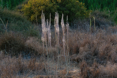 04-Udim-Nature-Reserve