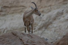 Wild-Life-4
