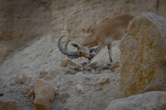Wild-Life-5