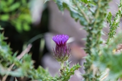 02-Woodland-of-the-forty