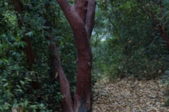 15-Woodland-of-the-forty