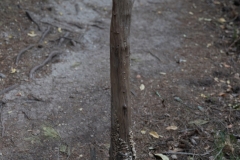 16-Woodland-of-the-forty
