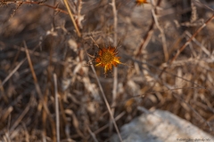 Yodfat_Flora-03